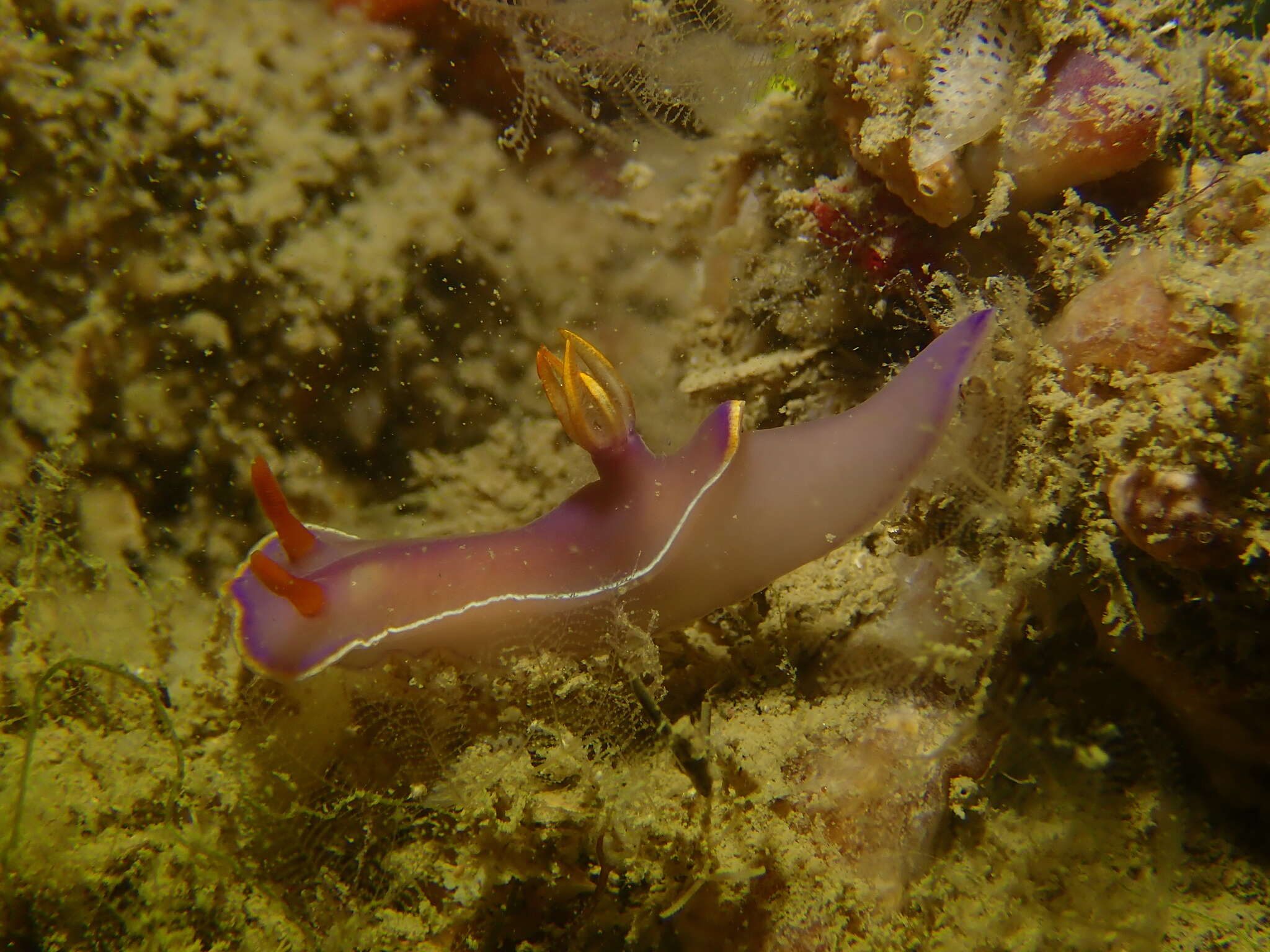 Image of White edge purple slug