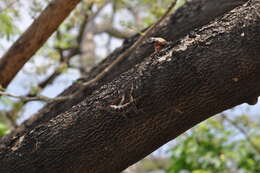 Image of Black-nosed Lizard