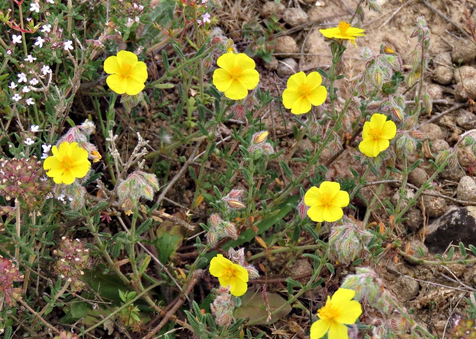 Image of Helianthemum hirtum (L.) Miller