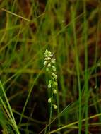 Слика од Polygala blakeana Steyerm.