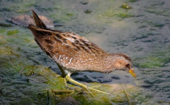 Image of Spotted Crake