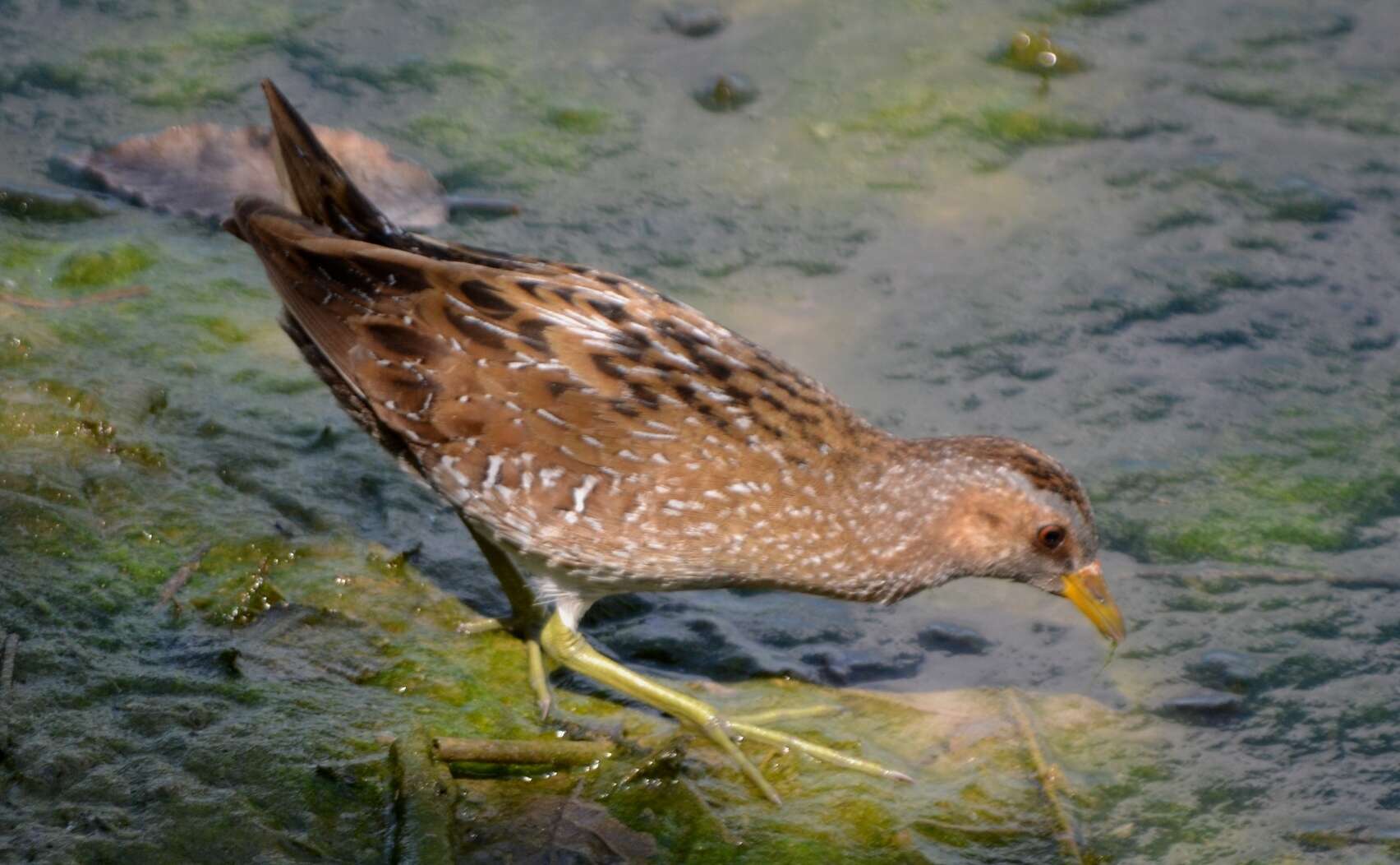 Image of Spotted Crake