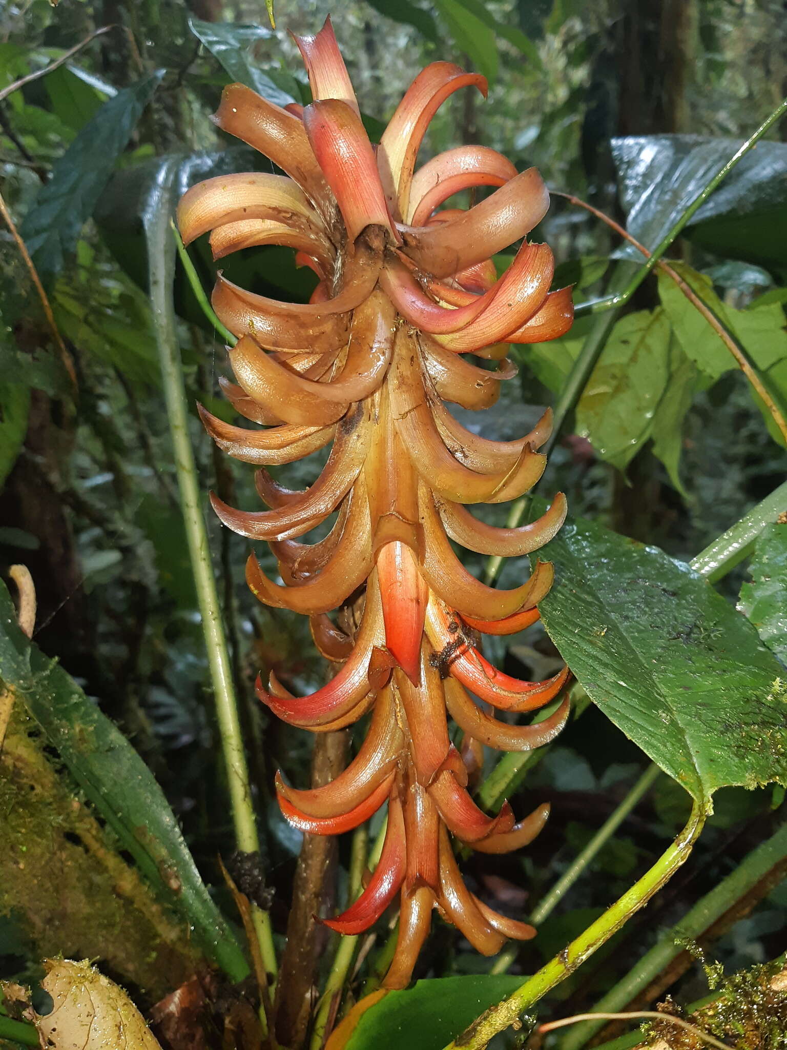 Image of Pitcairnia nigra (Carrière) André