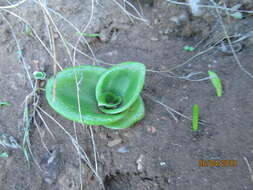 Image de Satyrium odorum Sond.