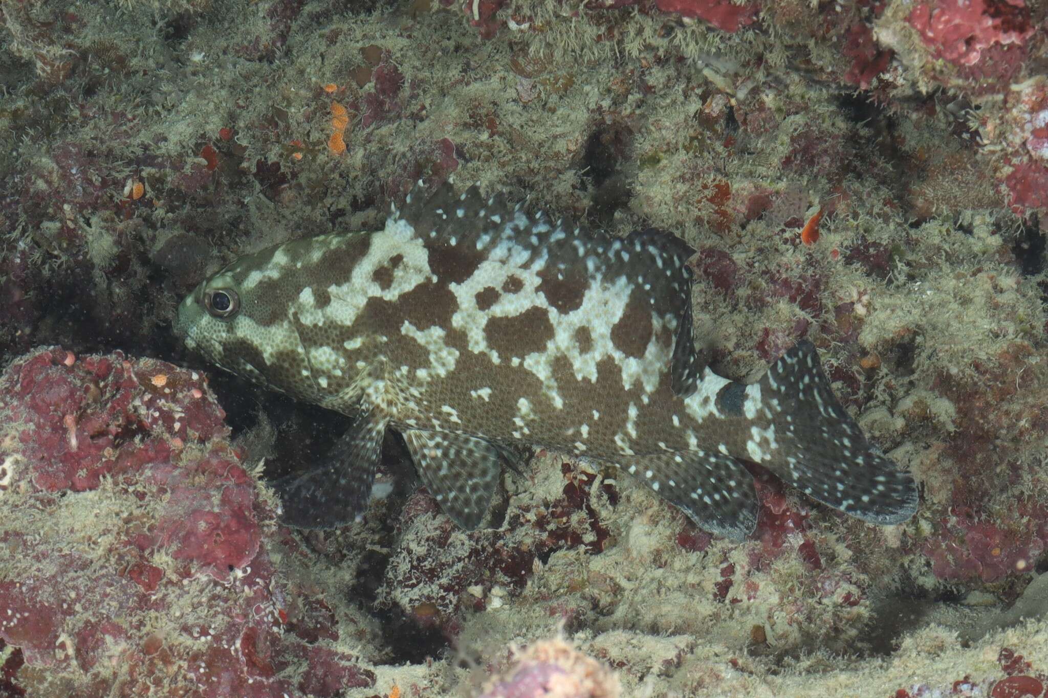 Image of Camouflage Grouper