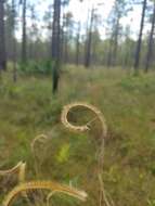 Image of Florida Orange Grass