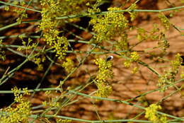 Image of Deverra denudata subsp. aphylla (Cham. & Schltdl.) Pfisterer & Podl.