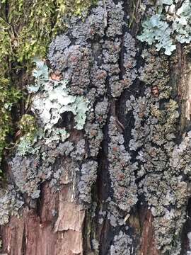 Image of Rimmed shingle lichen