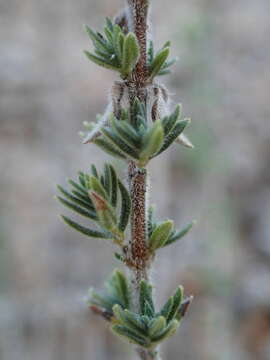 Слика од Micromeria graeca (L.) Benth. ex Rchb.