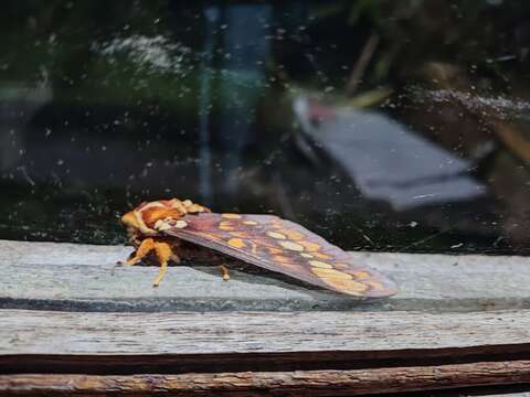 Imagem de Citheronia equatorialis Bouvier 1927