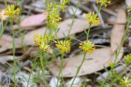 Image of Pimelea curviflora var. sericea Benth.