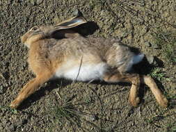 Image of Lepus capensis capensis Linnaeus 1758