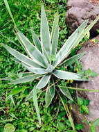 Слика од Agave vivipara L.