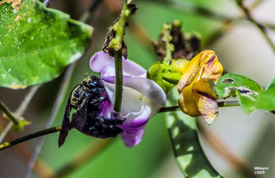 Image of Xylocopa mordax Smith 1874