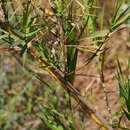 Plancia ëd Phragmites australis subsp. australis