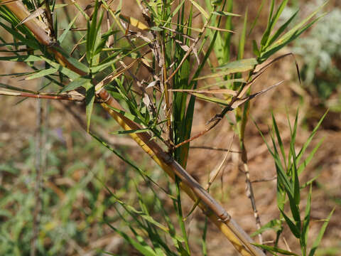 Image de Phragmites australis subsp. australis