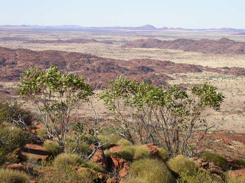 Image of Eucalyptus sparsa C. D. Boomsma