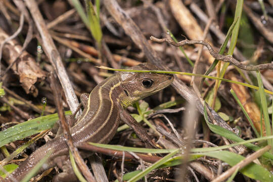 Image of Lacerta diplochondrodes diplochondrodes