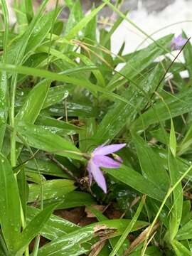 Image de Xerophyta elegans (Balf.) Baker