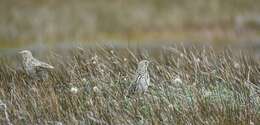 Image of South Georgia Pipit