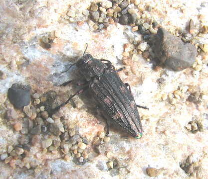 Image of Chrysobothris chrysostigma (Linnaeus 1758)