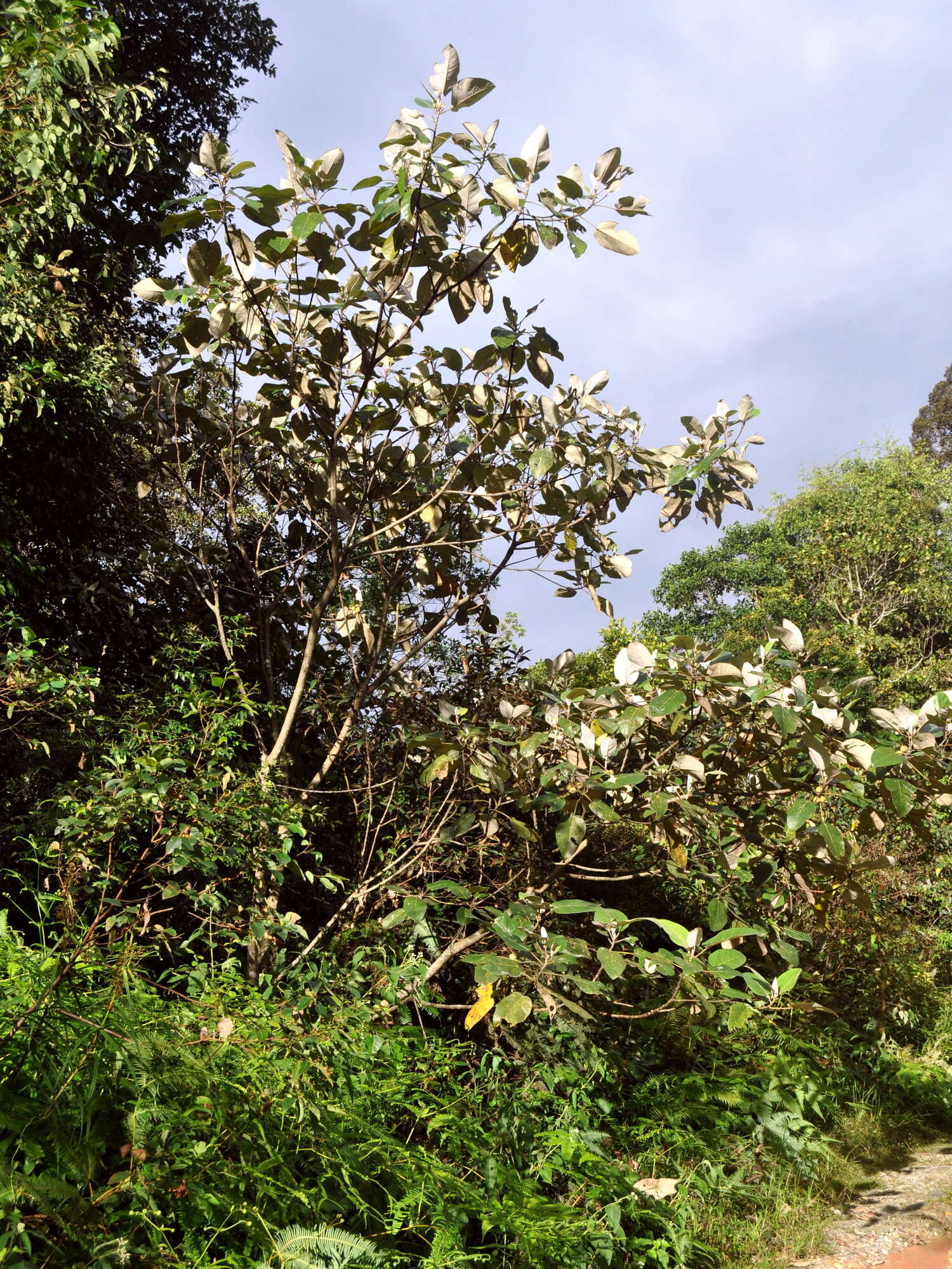 Image of Ficus padana Burm. fil.