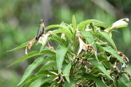 Metallura tyrianthina (Loddiges 1832) resmi