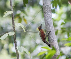 Image of Checker-throated Woodpecker