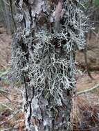 Image of light and dark lichen