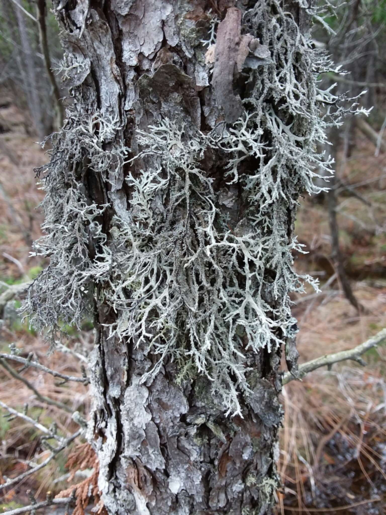 Image of light and dark lichen