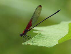 Image of Hetaerina rosea Selys 1853