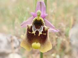 Image of Ophrys fuciflora subsp. oblita (Kreutz, Gügel & W. Hahn) Faurh., H. A. Pedersen & S. G. Christ.