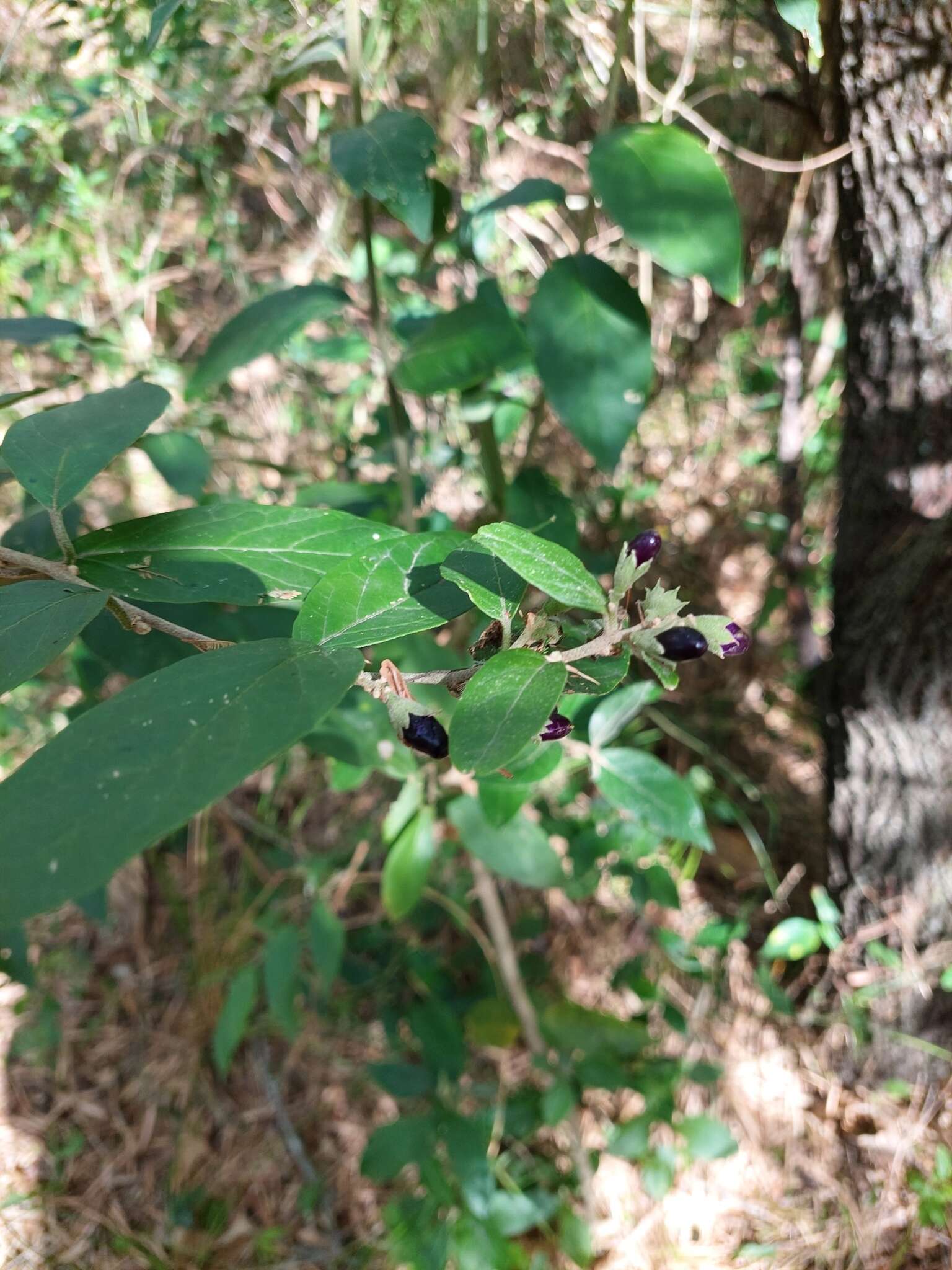 Image of Cestrum strigillatum Ruiz & Pav.