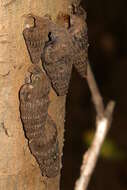 Image of truncated mangrove snail