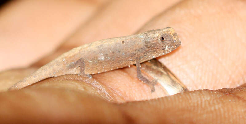 Image of Mount d'Ambre Leaf Chameleon