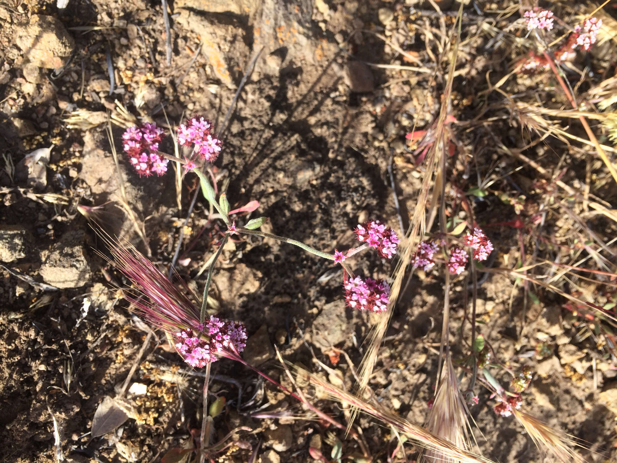 Image of Santa Barbara spineflower