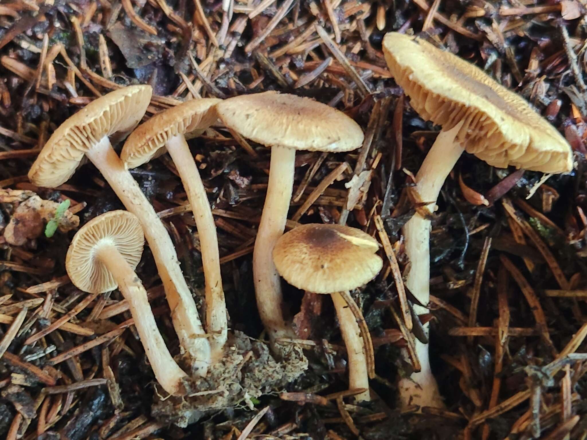 Image of Inocybe flocculosa Sacc. 1887