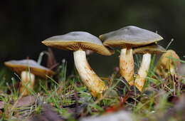 Sivun Cortinarius austrovenetus Cleland 1928 kuva