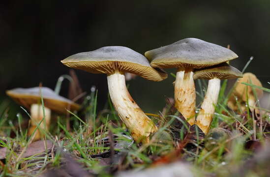 Image of Cortinarius austrovenetus Cleland 1928