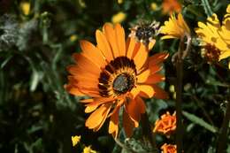 Image of Double Namaqua marigold