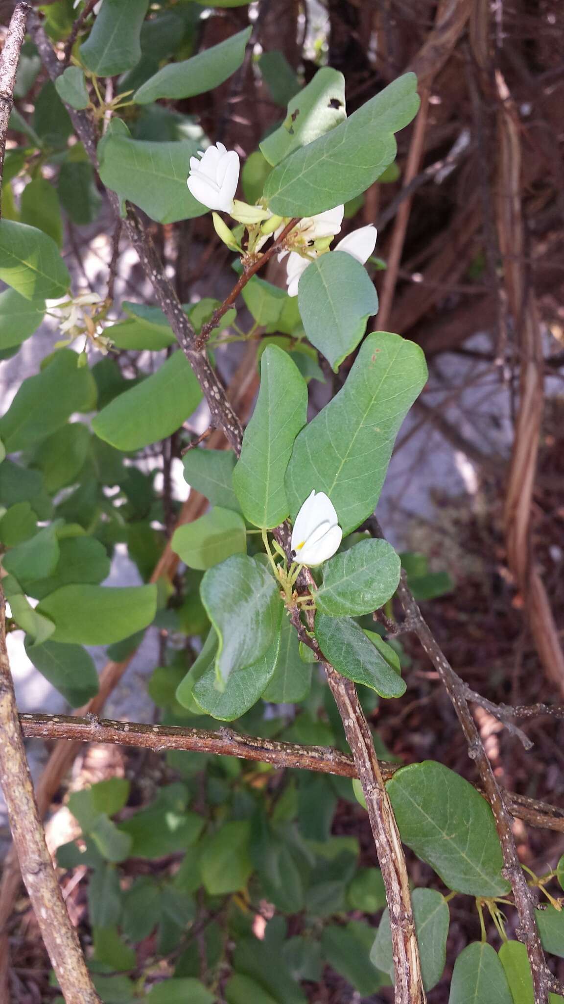 Image of Baphia madagascariensis (A. Heller) A. Heller