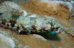 Image of Two-spot lizard fish