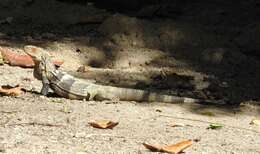 Image of Aguán Valley Iguana