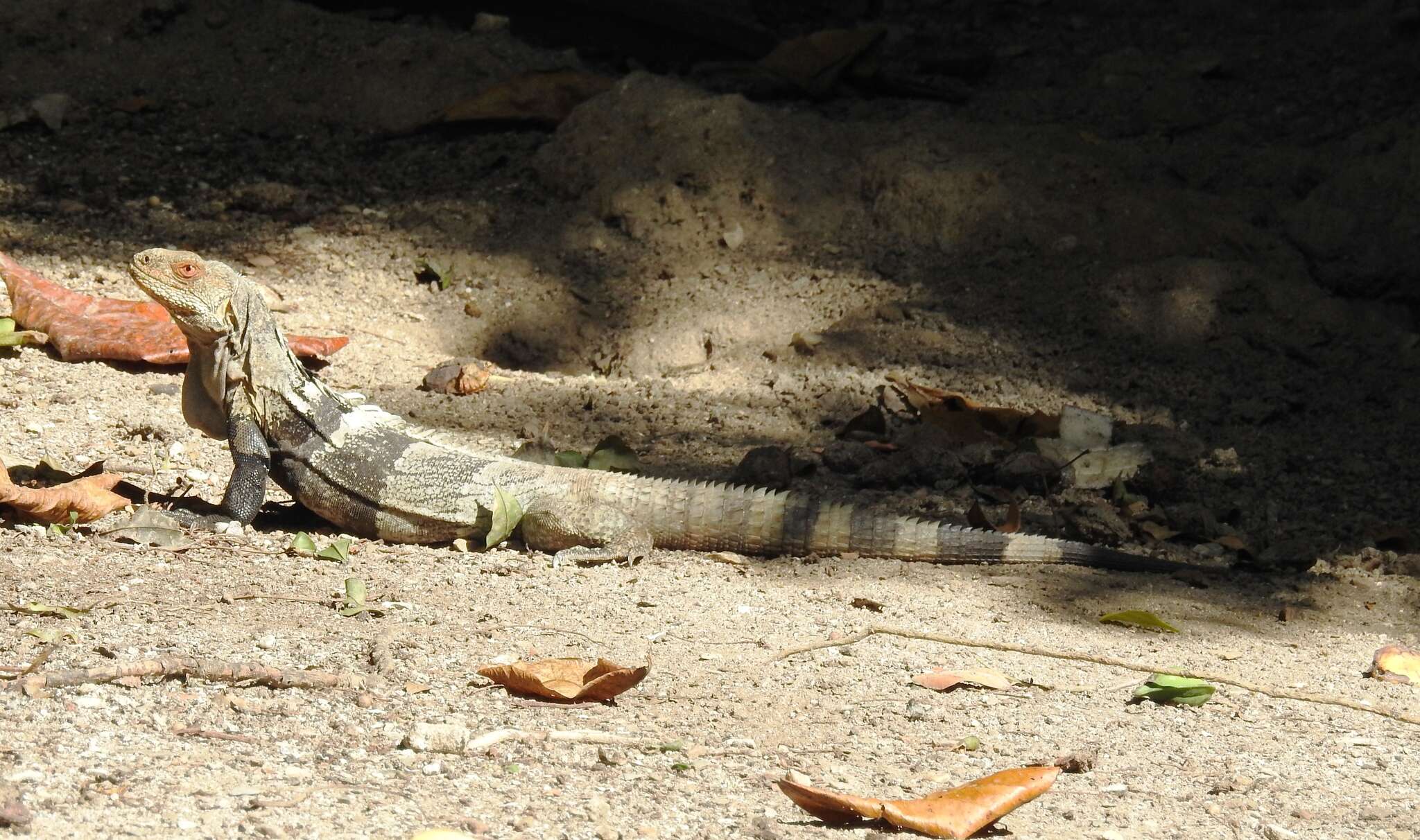 Image de Ctenosaura melanosterna Buckley & Axtell 1997