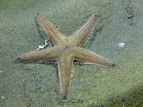 Image of Sand star