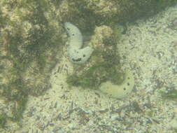 Image of Black sea cucumber