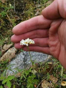 Imagem de Suksdorfia ranunculifolia (Hook.) Engl.