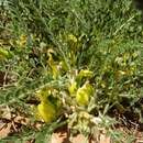 Image of Astragalus pinetorum subsp. pinetorum