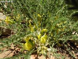 Image of Astragalus pinetorum subsp. pinetorum