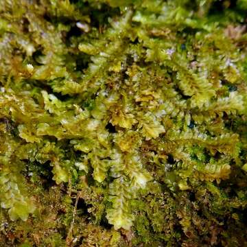 Image of Common Fold-leaf Liverwort